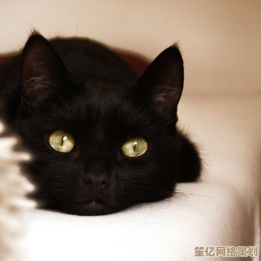 《猫围绕我们：黑猫》2025沉浸式解谜，寻找隐藏猫咪的全新休闲挑战！