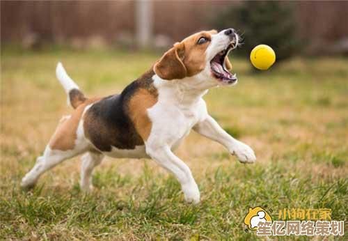 狗狗无法辨识的色泽之谜：2025年视觉科技突破性解析