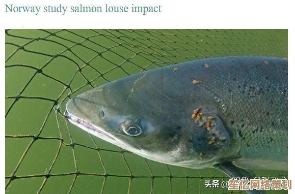 PHPStudy新手入门：轻松搭建本地开发环境的详细教程