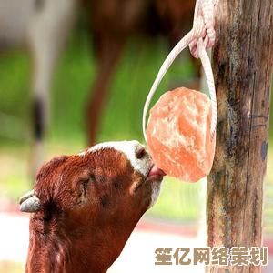 动物健康新发现：舔食盐砖成为它们获取矿物质的重要方式