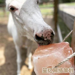 最新研究揭示：这些动物竟靠舔食盐砖补充关键矿物质