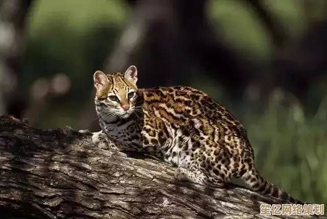 井底人铜猫藏身之谜2025：AI罪案推演与超现实探案新篇章