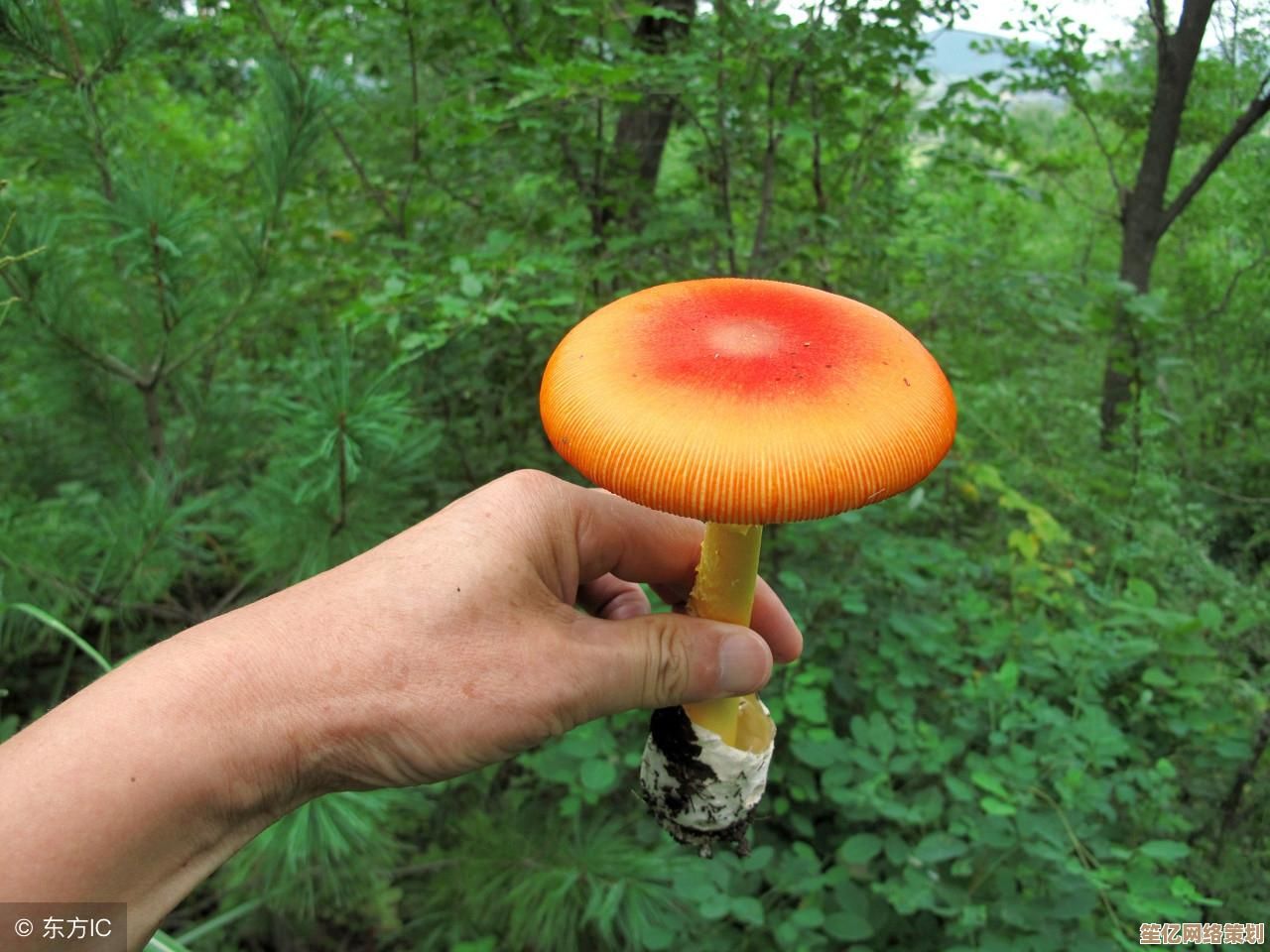 探索创造与魔法：精灵鱼蘑菇汤的未来烹饪科技与神秘配方
