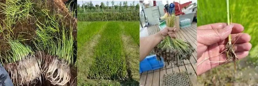 2025年植物大战僵尸终极模式全攻略：突破极限生存指南