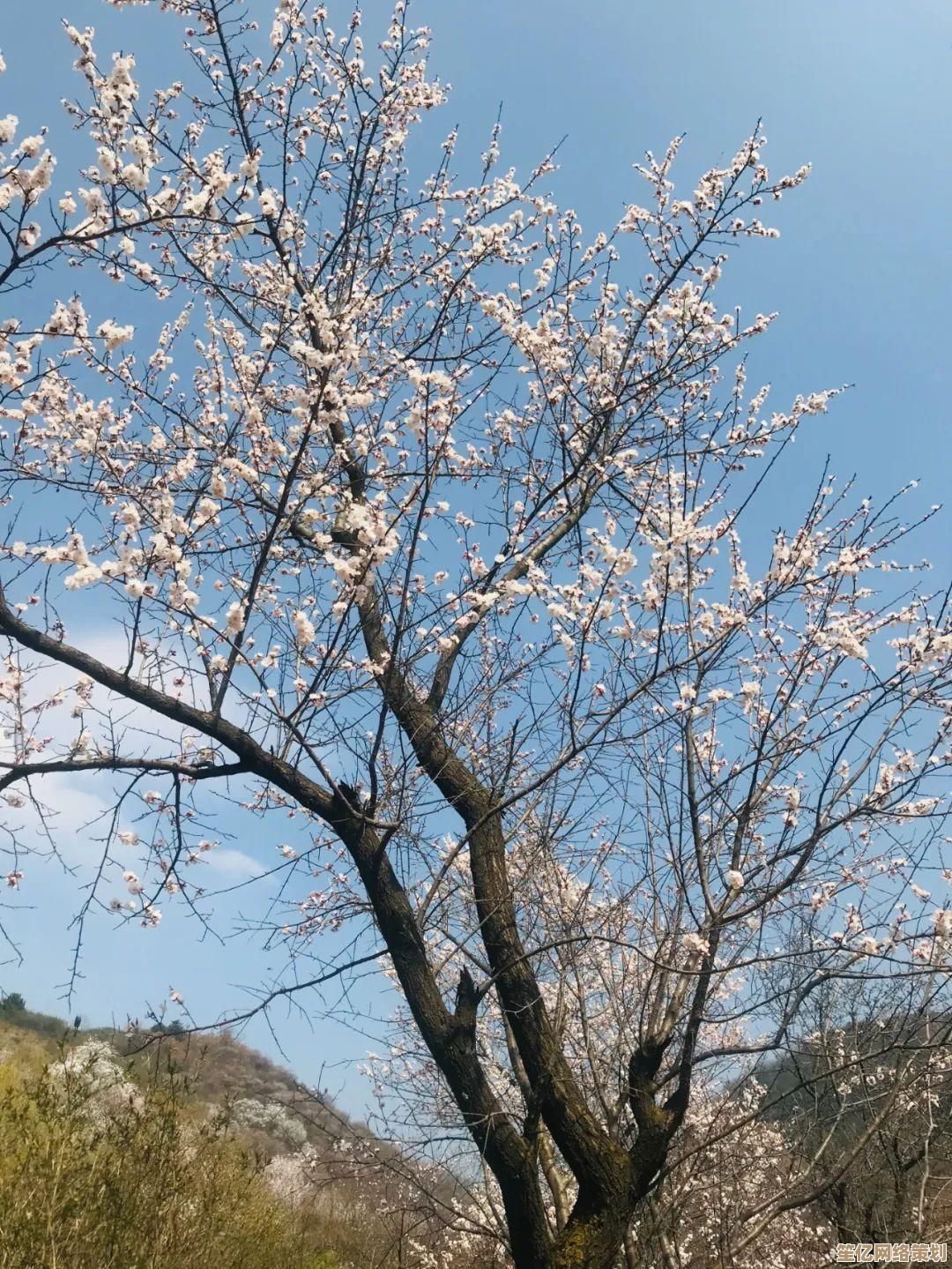 2025年最耐玩的花朵小游戏推荐，轻松下载体验治愈花间世界