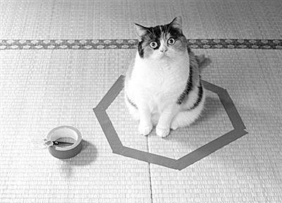 孙美琪谜案2025：井底铜猫藏身之谜，虚拟现实罪案现场重启