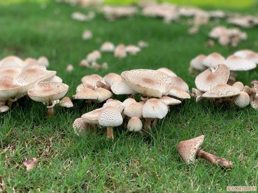 计算机主板关键组件南桥芯片：承担高效数据传输与多元扩展任务