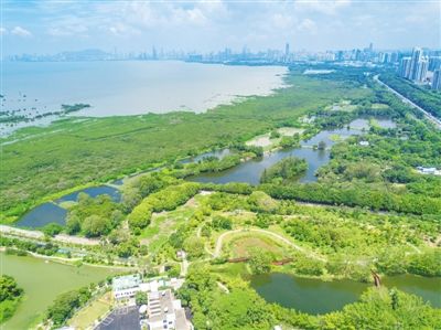 未来生态之旅：2025年揭秘我国首个红树林自然保护区建立地