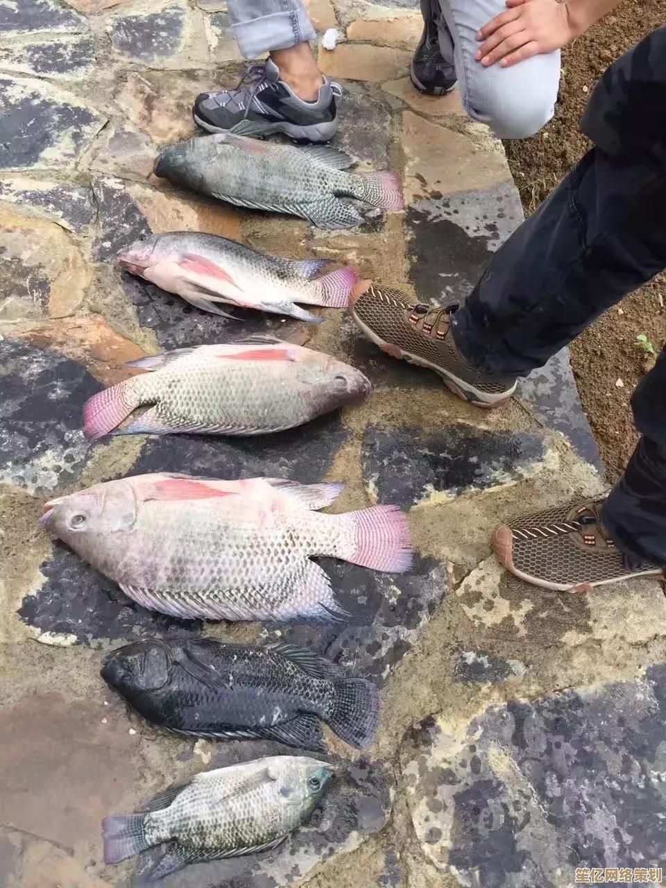 遭遇QQ账号异地登录？速看钓鱼链接识别与账号恢复步骤