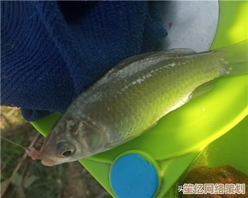 小鱼教您判断硬盘正常温度范围，保障数据存储安全无忧