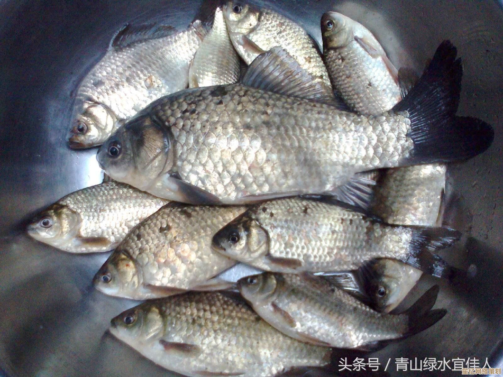 小鱼教您判断硬盘正常温度范围，保障数据存储安全无忧