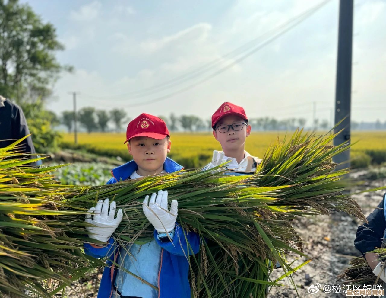 探索稞麦的多样魅力：从田间到餐桌，领略稻谷文化的奇妙旅程！