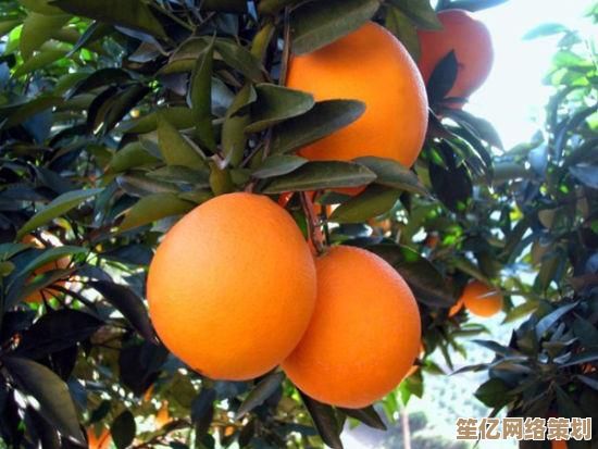 提升Win11显示效果：详细颜色管理参数设置教程，尽享极致画面品质