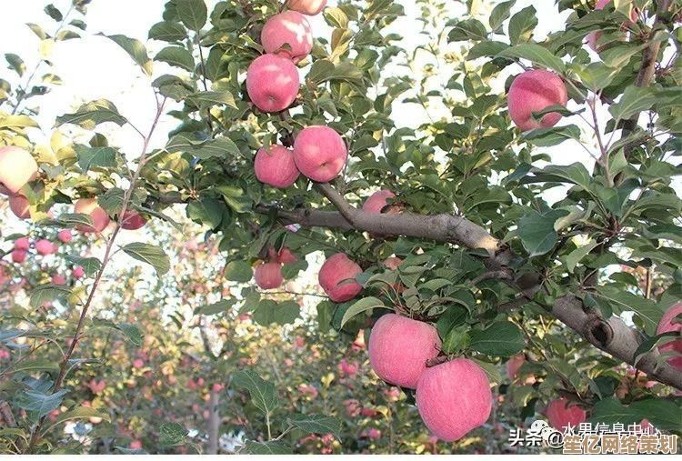 全面掌握苹果知识：品种区别、核心产地、营养解析及聪明选购技巧
