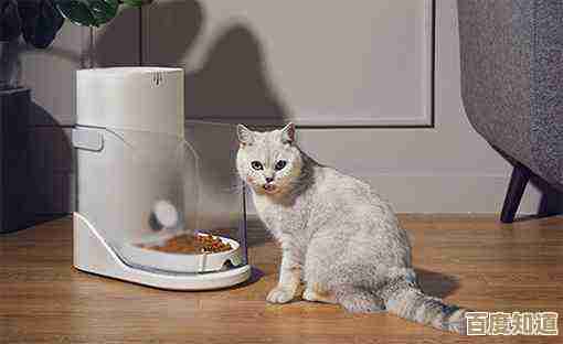 猫与路由器：当科技遇见宠物，智能生活的新篇章