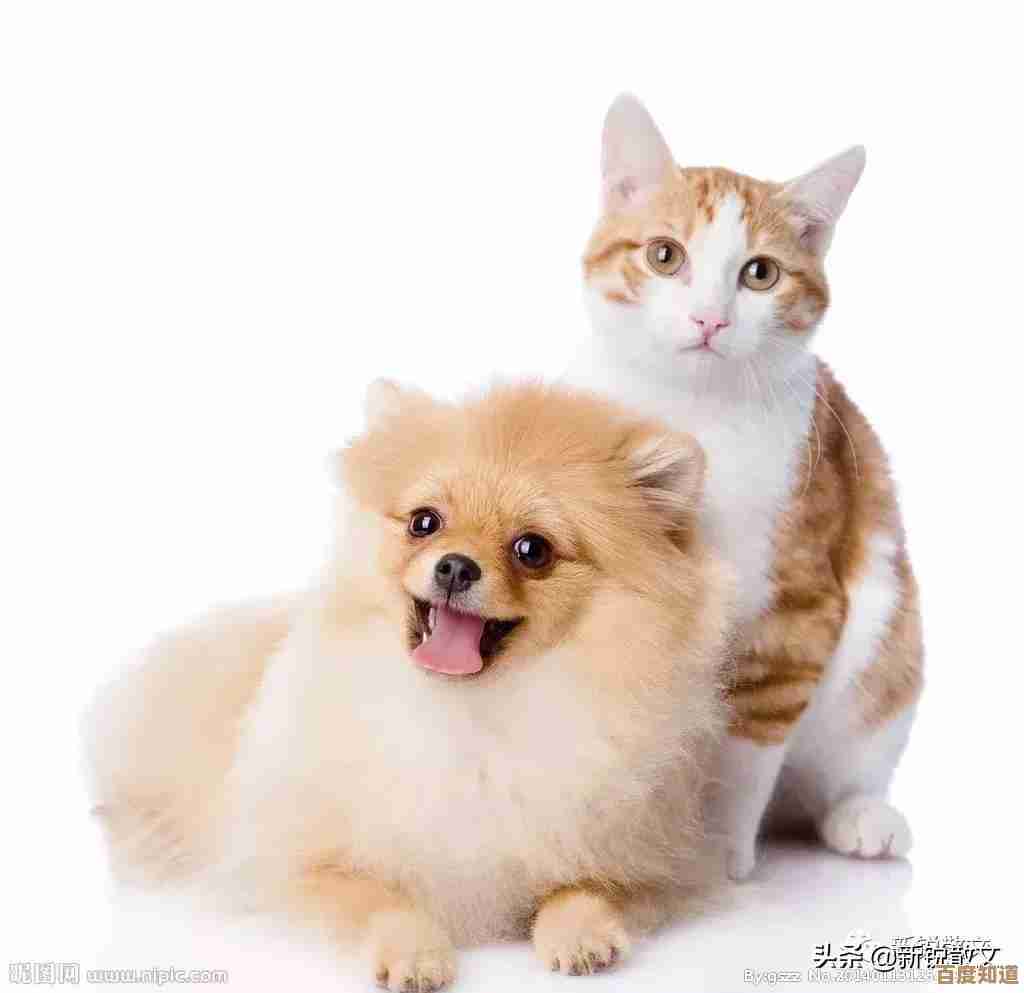 小猫抓鱼游戏合集里那些免费又有趣的小玩意儿,停不下来
