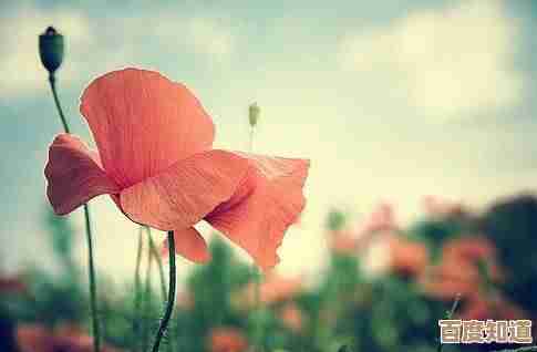 桃源深处有人家新手花圃攻略,种花省心上手秘籍,教你慢慢试.