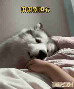 跟着小鱼快速上手Mac截图操作,详解各种实用技巧与快捷方式