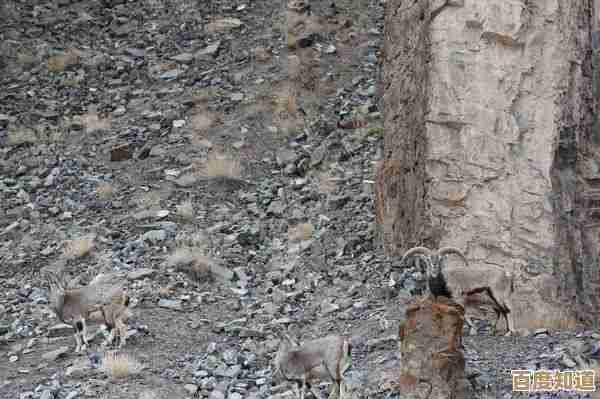 动物天堂的隐藏玩法我只敢透露半截,别想全知道 动物天堂的隐藏玩法我只敢透露半截,别想全知道