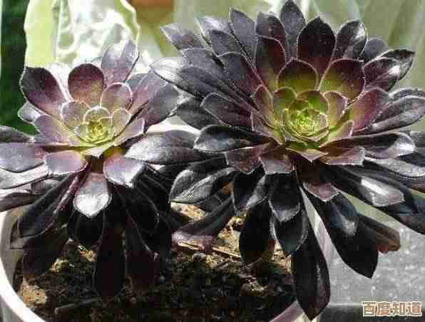 黑暗法师强在哪儿？短板又躲在哪里，玩起来得注意那些点.