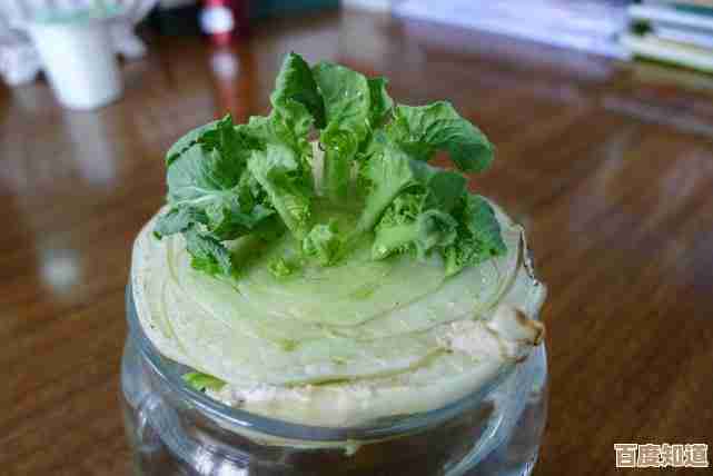 走进大白菜的世界:官网指引,从膳食选择迈向活力充沛的生活方式