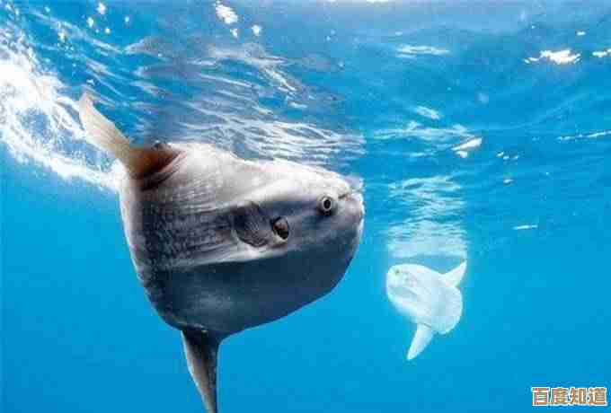 说真的，你知道哪种海洋鱼类以大嗓门著称，会把海浪都盖过去吗