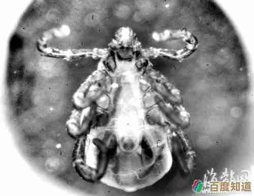 无敌牛虱套装效果到底怎样，有点说不清.试完再补