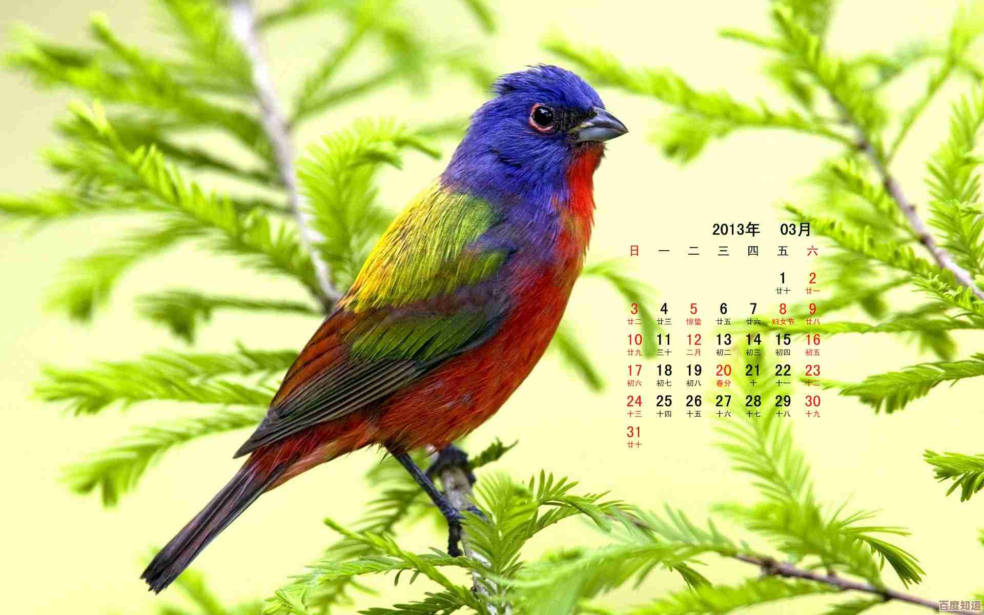 让小鸟壁纸装点你的屏幕，每日呈现自然之美与灵动生机尽收眼底