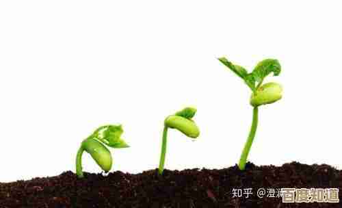 种子使用全指南：掌握播种至收获的关键步骤，轻松培育丰硕成果！