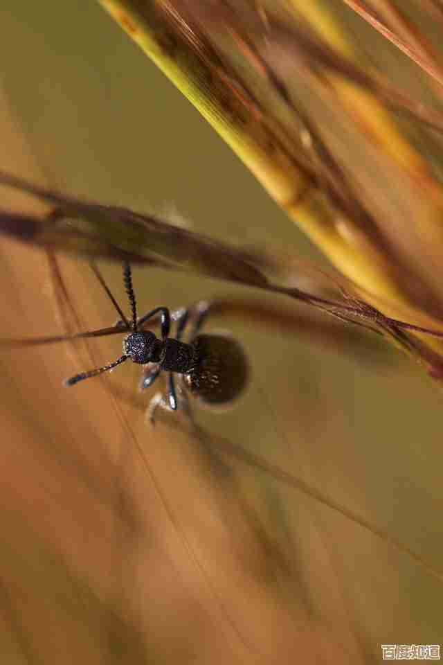 探索单反摄影的无限可能：从微距到广角，发现隐藏的世界细节