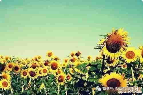 保卫向日葵观音莲全貌图鉴，好像还有隐藏效果呢