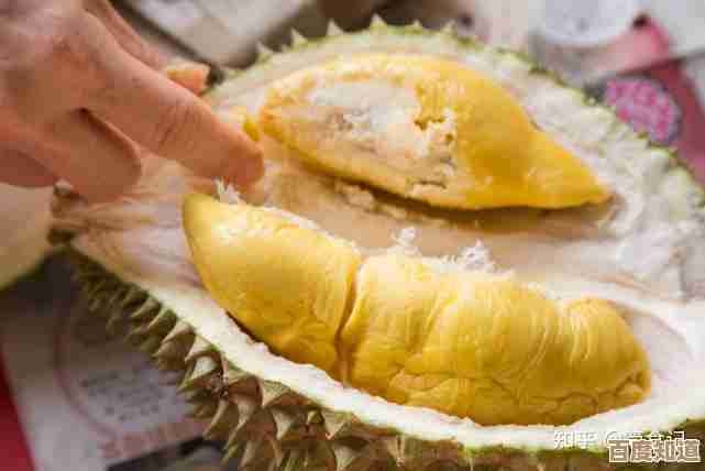 别光看榴莲果皮发黄—细说成熟度判断,颜色、声音、气味哪个更靠谱 别光看榴莲果皮发黄—细说成熟度判断,颜色、声音、气味哪个更靠谱