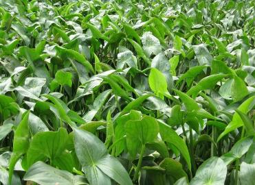 植物大战僵尸抽卡版手机版怎么下载,地址和安装小技巧在这 植物大战僵尸抽卡版手机版怎么下载,地址和安装小技巧在这