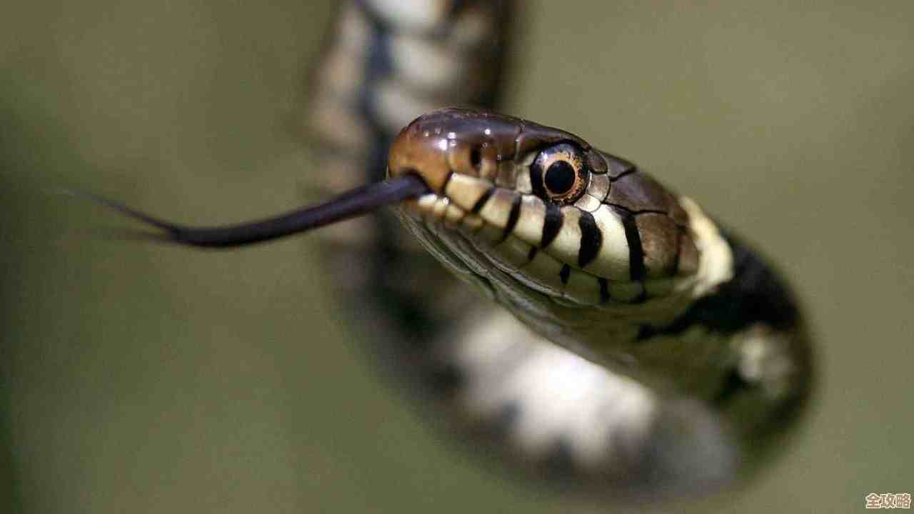 通过Win11运行Win7经典主题，重现传统桌面布局与怀旧视觉元素