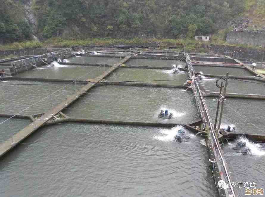 高效解决小鱼养殖难题:实用指南与优化方案 高效解决小鱼养殖难题:实用指南与优化方案