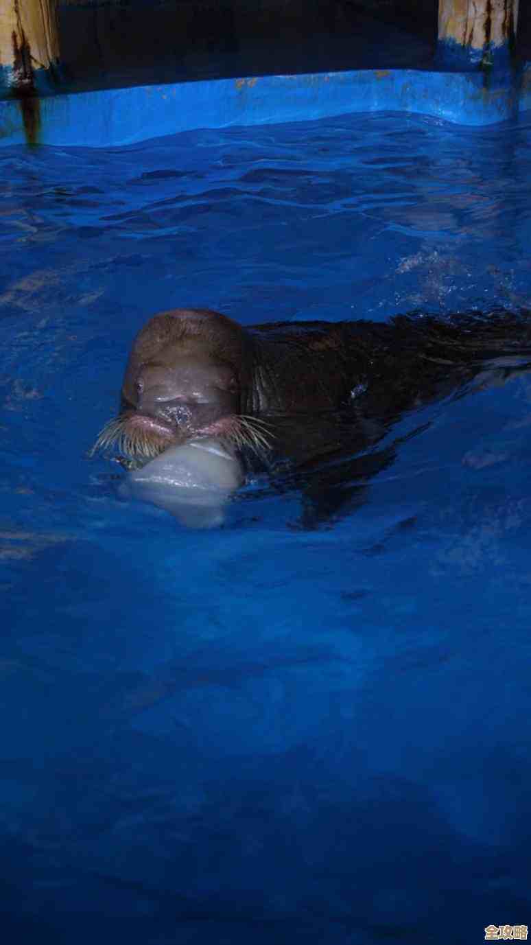 全面了解电脑系统必备软件,小鱼教您快速安装与实用技巧 全面了解电脑系统必备软件,小鱼教您快速安装与实用技巧