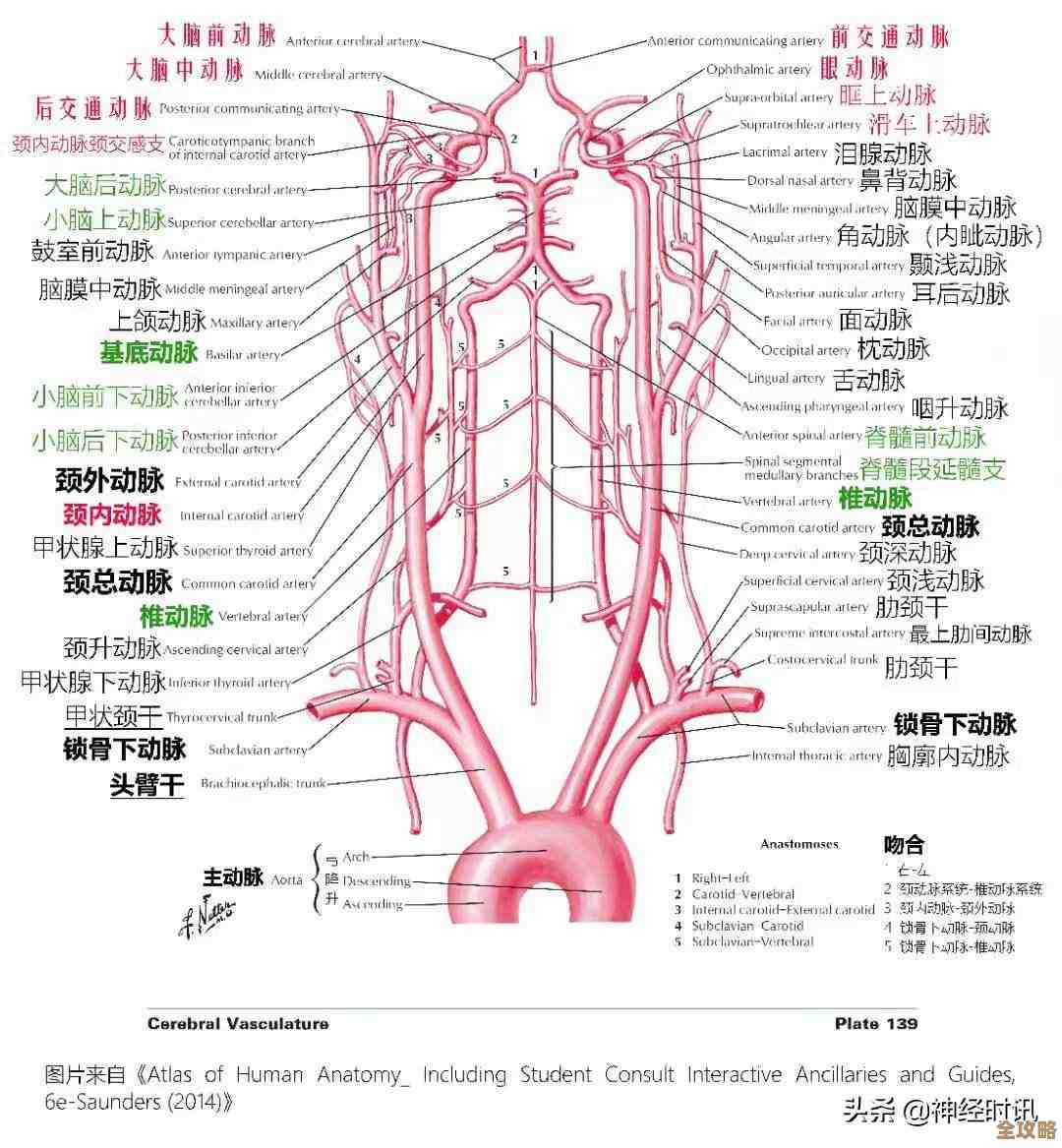 智能手机两大操作系统全解析:差异与优势一览 智能手机两大操作系统全解析:差异与优势一览