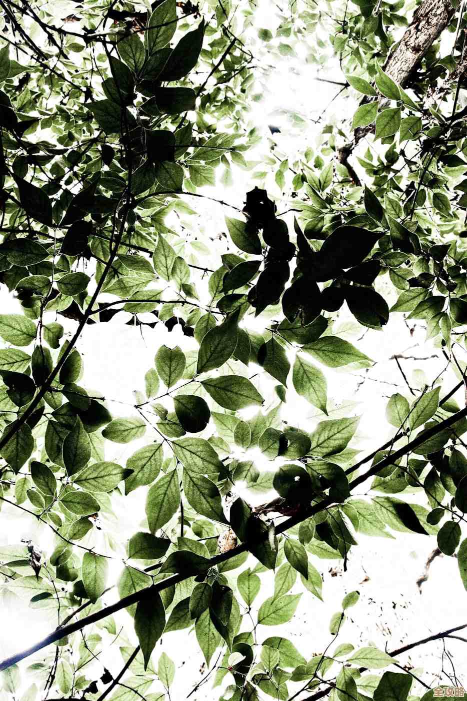 树叶云AI教程里讲的那个块化，就是把数据切成好多小块，方便AI处理和分析的那种方法