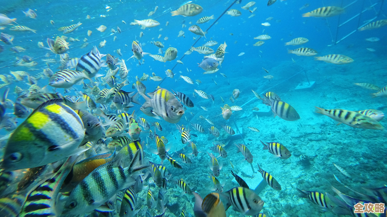 乐缤纷庄园海底蜜语的那些基本原理和零散小技巧，随便记几条