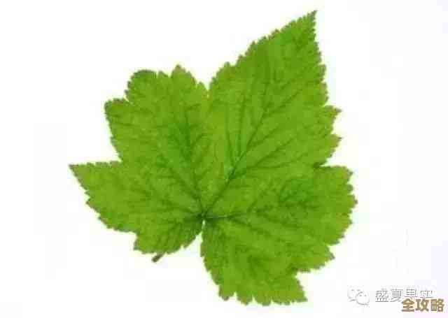 树叶云架构要想成功，得抓住这些关键原则才能稳扎稳打发展