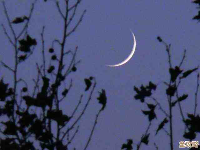 新月同行梧桐适合怎么玩、堆哪些词条、实战输出有多夸张