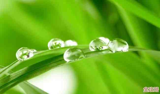 树叶云专家太稀缺了，招不到人怎么办，替代方案其实也有门道