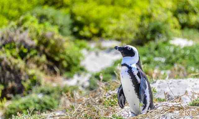 阿里和斑马网络一起帮重庆车企搞智能汽车，数字化转型加速推进