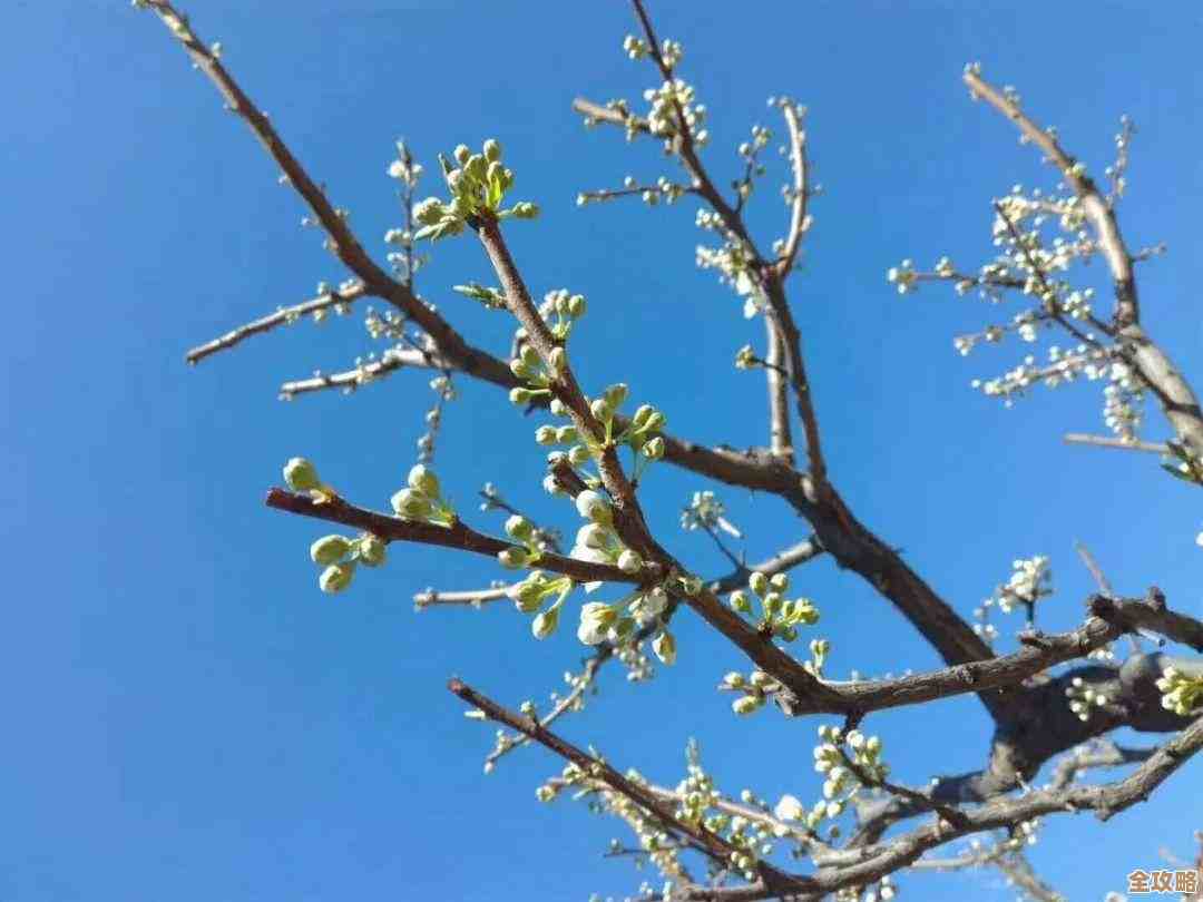 无限暖暖纪念山地宝箱攻略：灵感露珠、设计图藏在哪儿