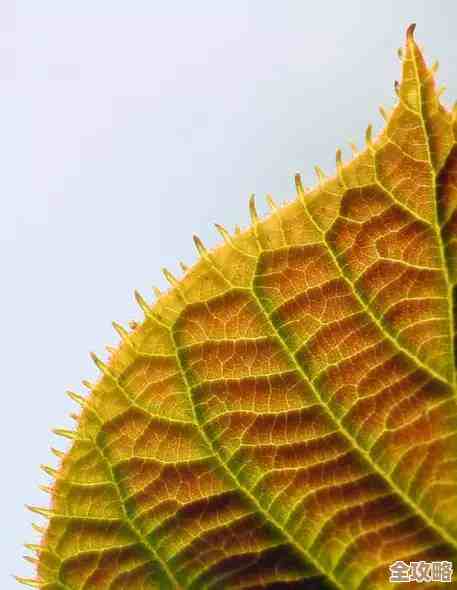 平安树叶背后的云数据库那些开发细节和实际应用经验分享