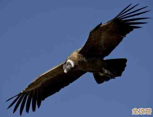 教你看了就会的神鹰之羽合成方法，材料哪里找…