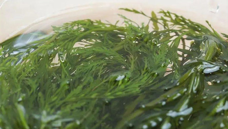 有一种藻类，竟然能在开阔水域上自己生长…究竟是怎样的？