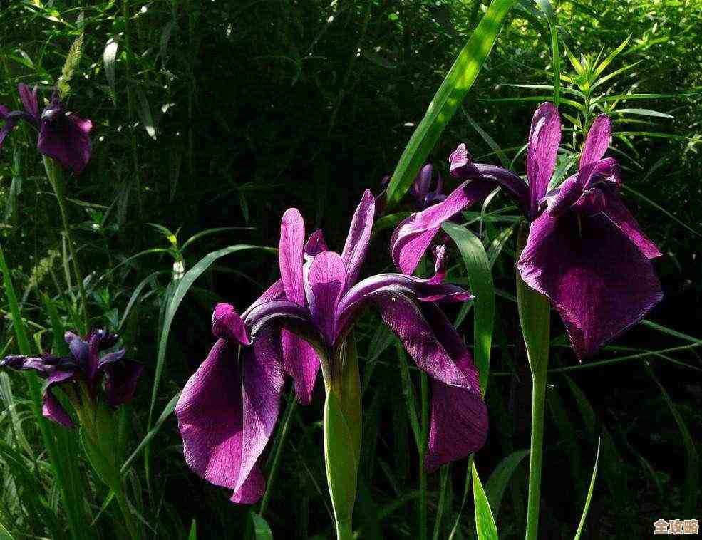 奇异园艺植物图鉴大全里那些稀奇古怪的品种和养护小窍门