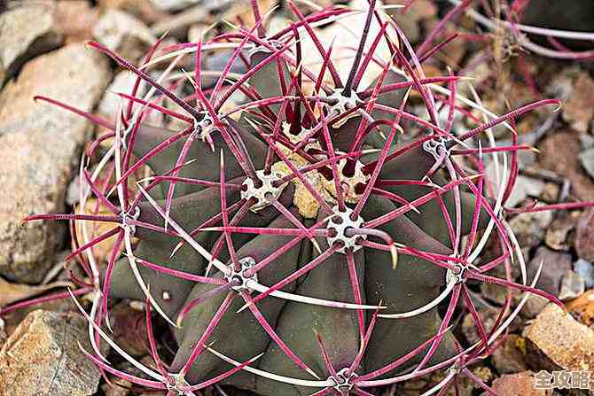 奇异园艺植物图鉴大全里那些稀奇古怪的品种和养护小窍门 奇异园艺植物图鉴大全里那些稀奇古怪的品种和养护小窍门