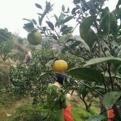 织梦森林果园种雪梨的那些实用小技巧，你可以先这么.